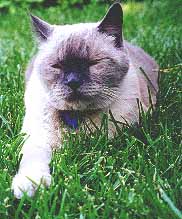 kitty!