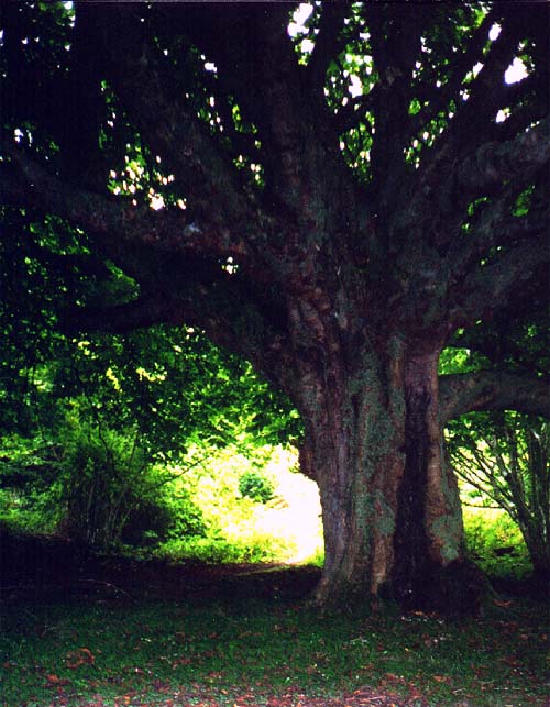 mossy bower